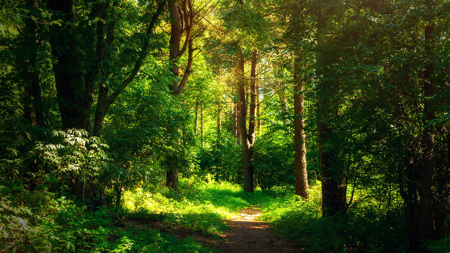 An image of a trail going through a forest