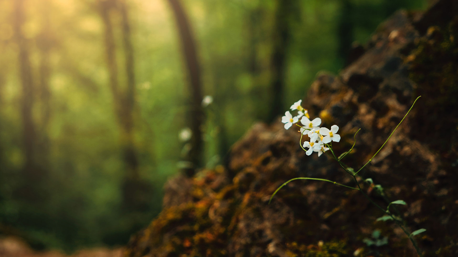An image of a trail going through a forest